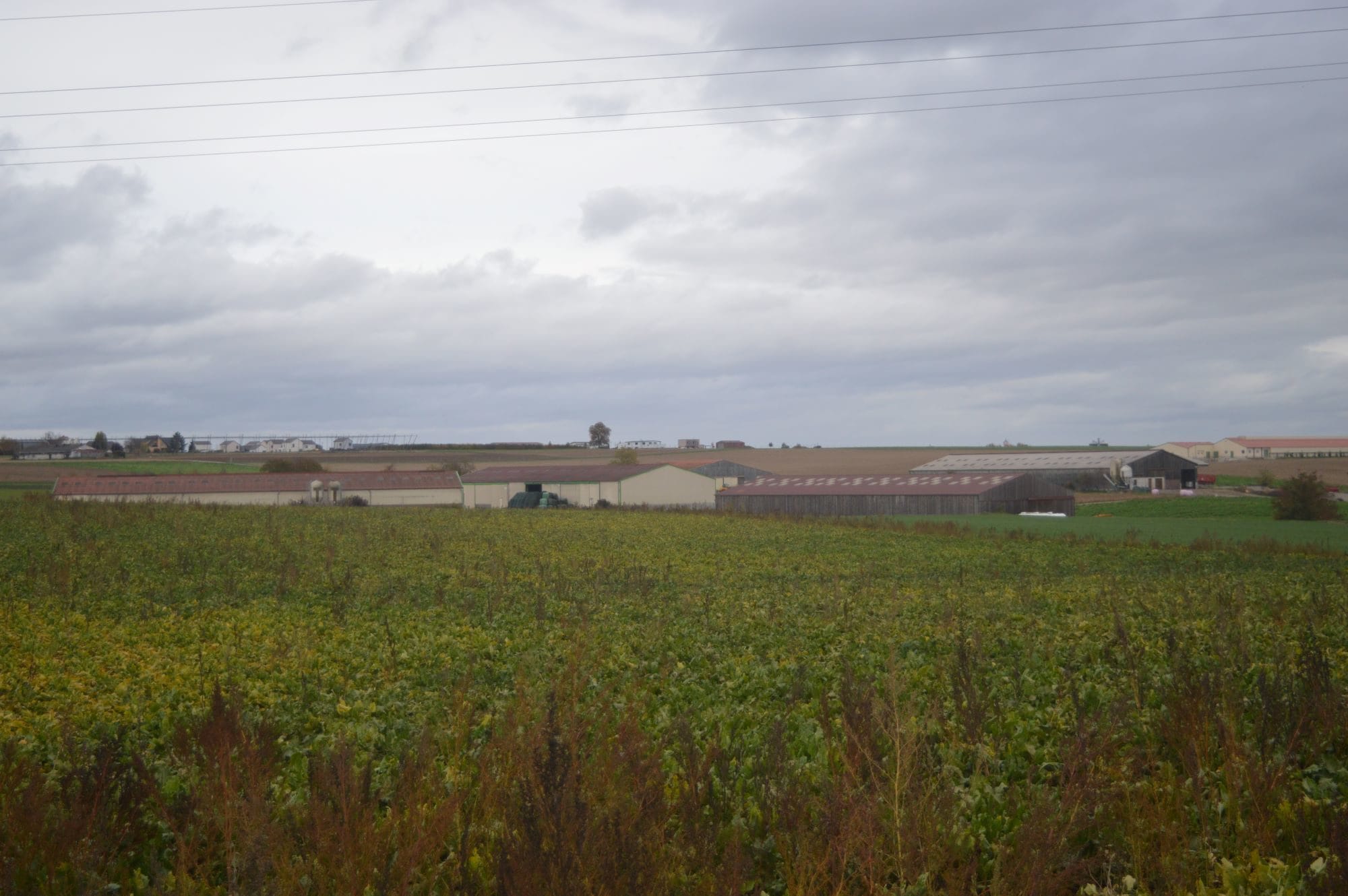 À Schnersheim, l’impossible dialogue entre habitants et agriculteurs autour d’un élevage de 1 200 porcs