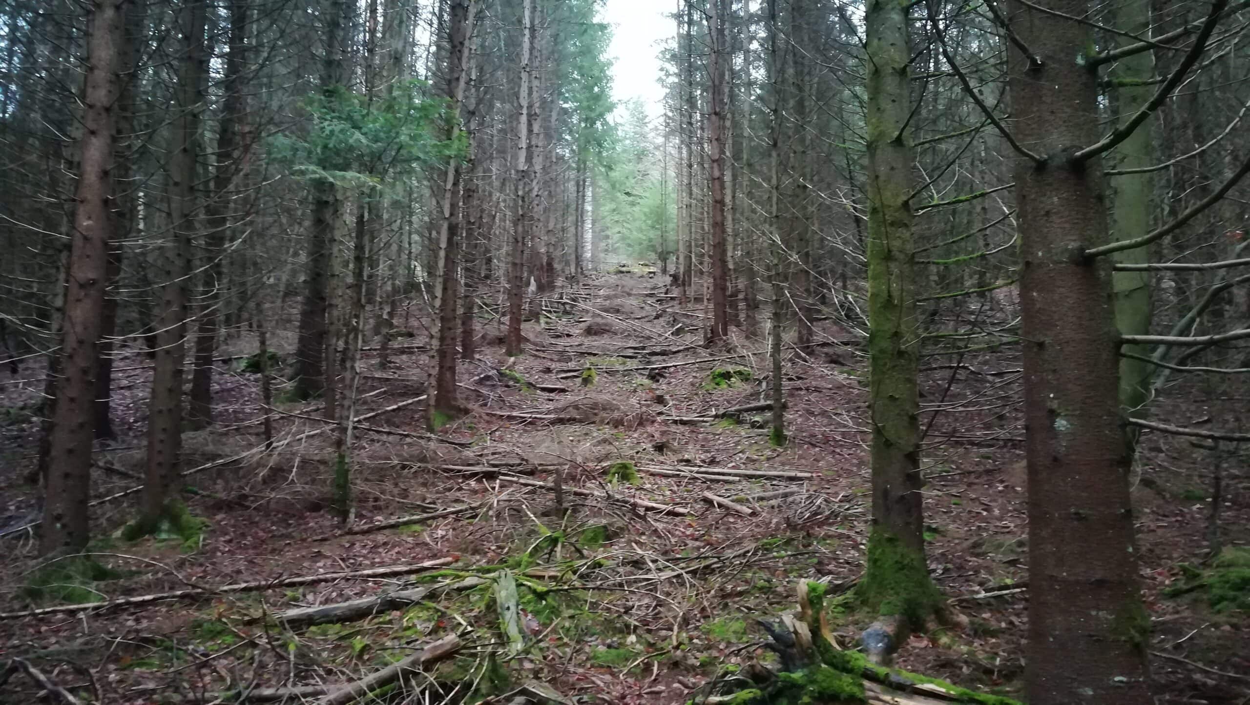 « Les plantations d’espèces exotiques vont renforcer les effets du réchauffement climatique »