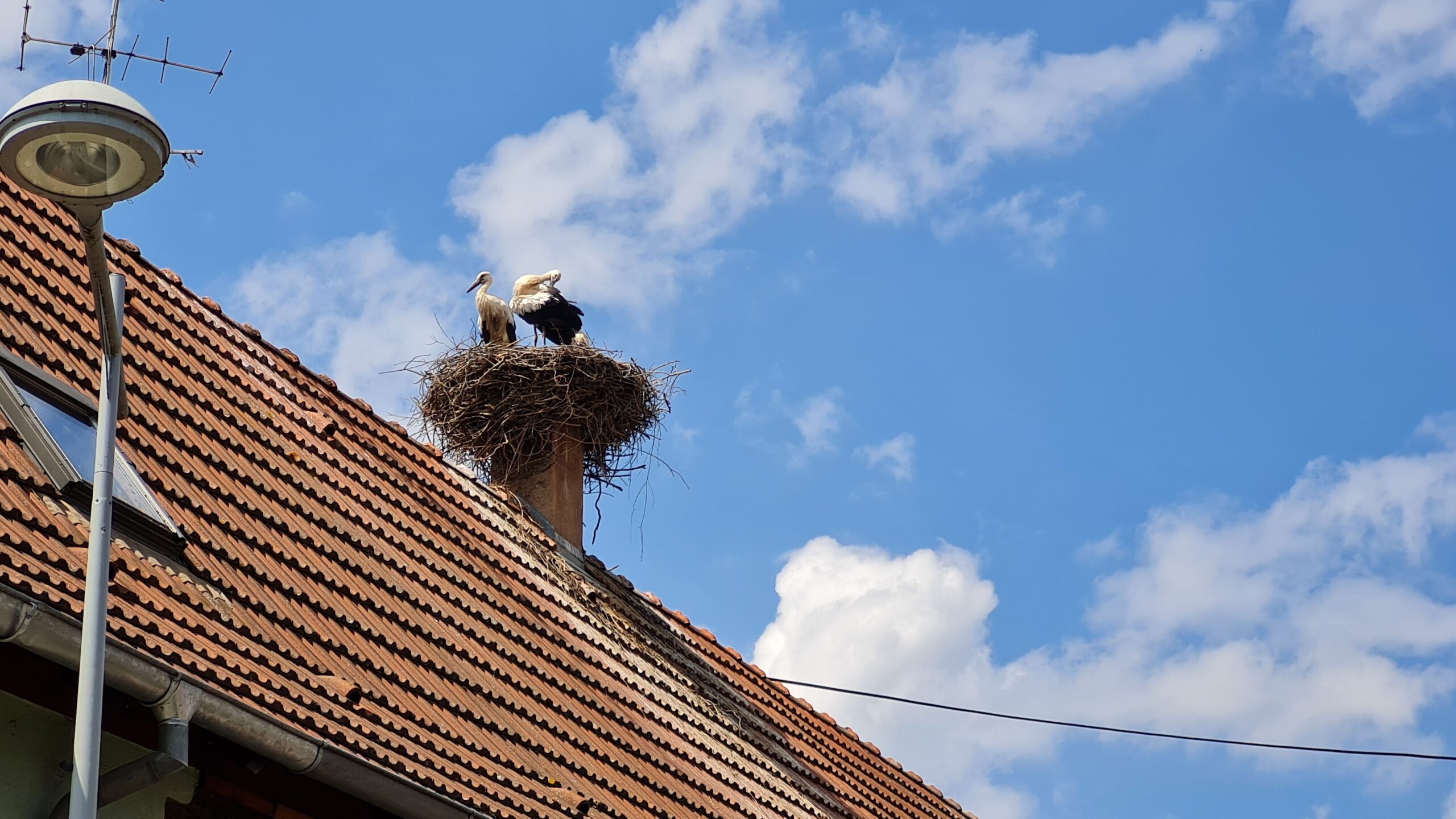 La face cachée des cigognes