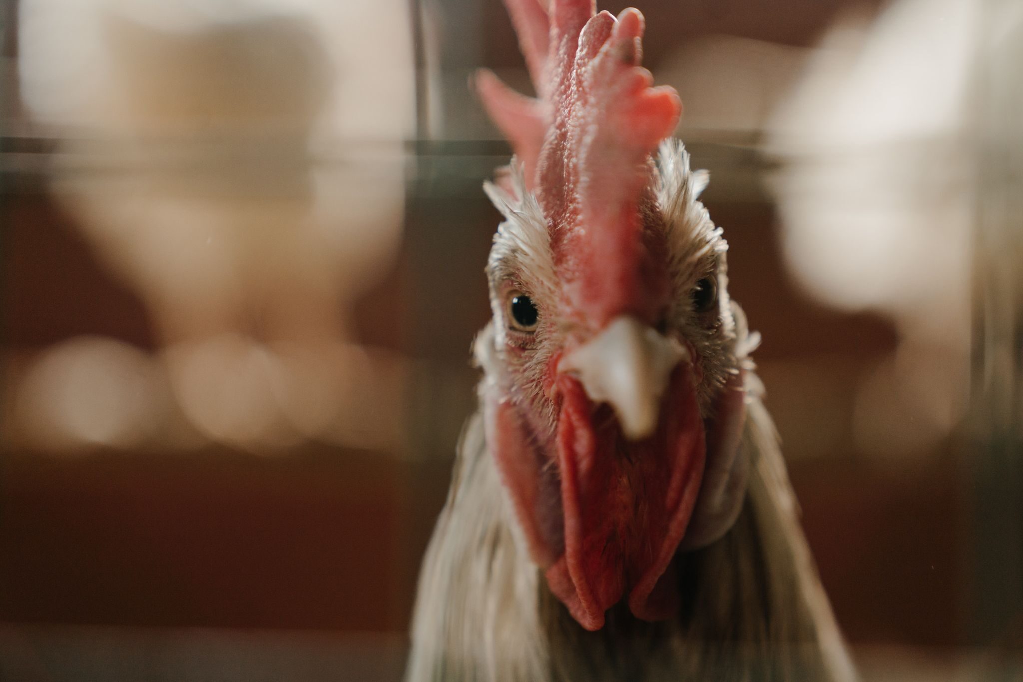 « Pourquoi j’ai fini par manger ma poule »