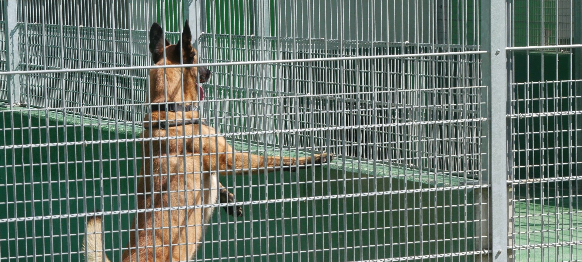 À la SPA Strasbourg : « À un moment de ma vie, je me suis sentie aussi abandonnée que ces animaux »