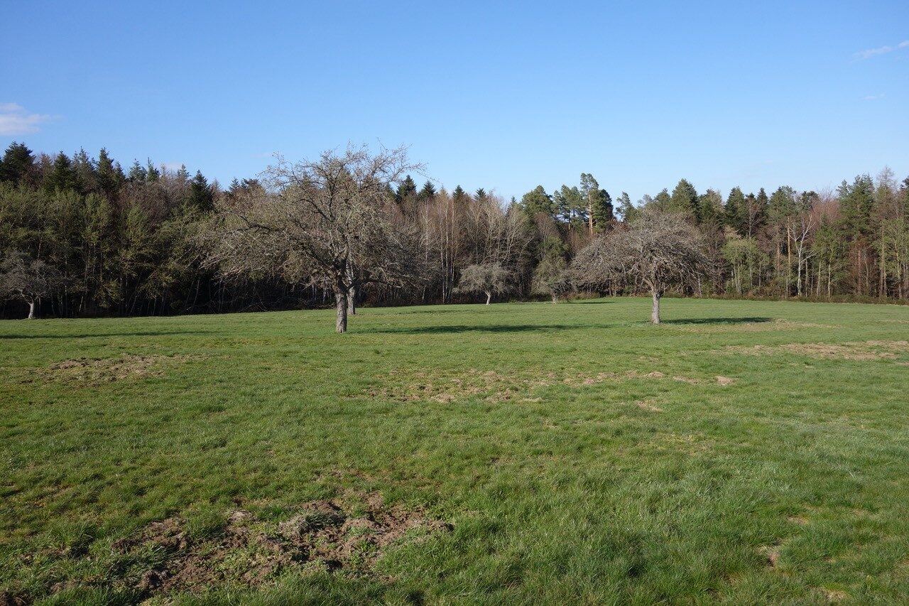 À Wangenbourg, un projet de pistes de VTT artificielles et payantes dans des milieux naturels