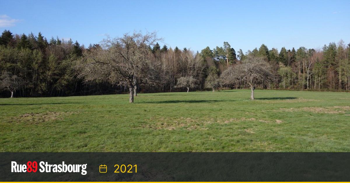 À Wangenbourg, un projet de pistes de VTT artificielles et payantes dans des milieux naturels