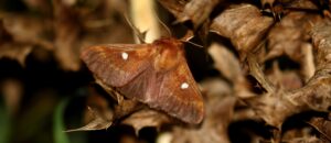Près de Mulhouse, deux projets énergétiques menacent l’habitat d’un papillon rare et protégé