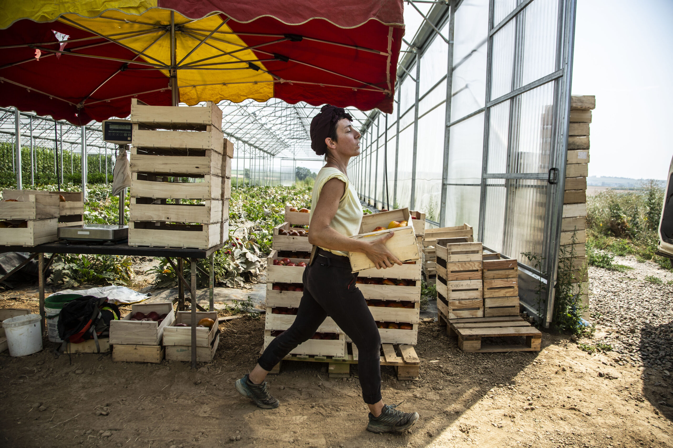 À la ferme Herrmann de Duntzenheim, sous la canicule : « On ne peut pas demander à se mettre en télétravail »