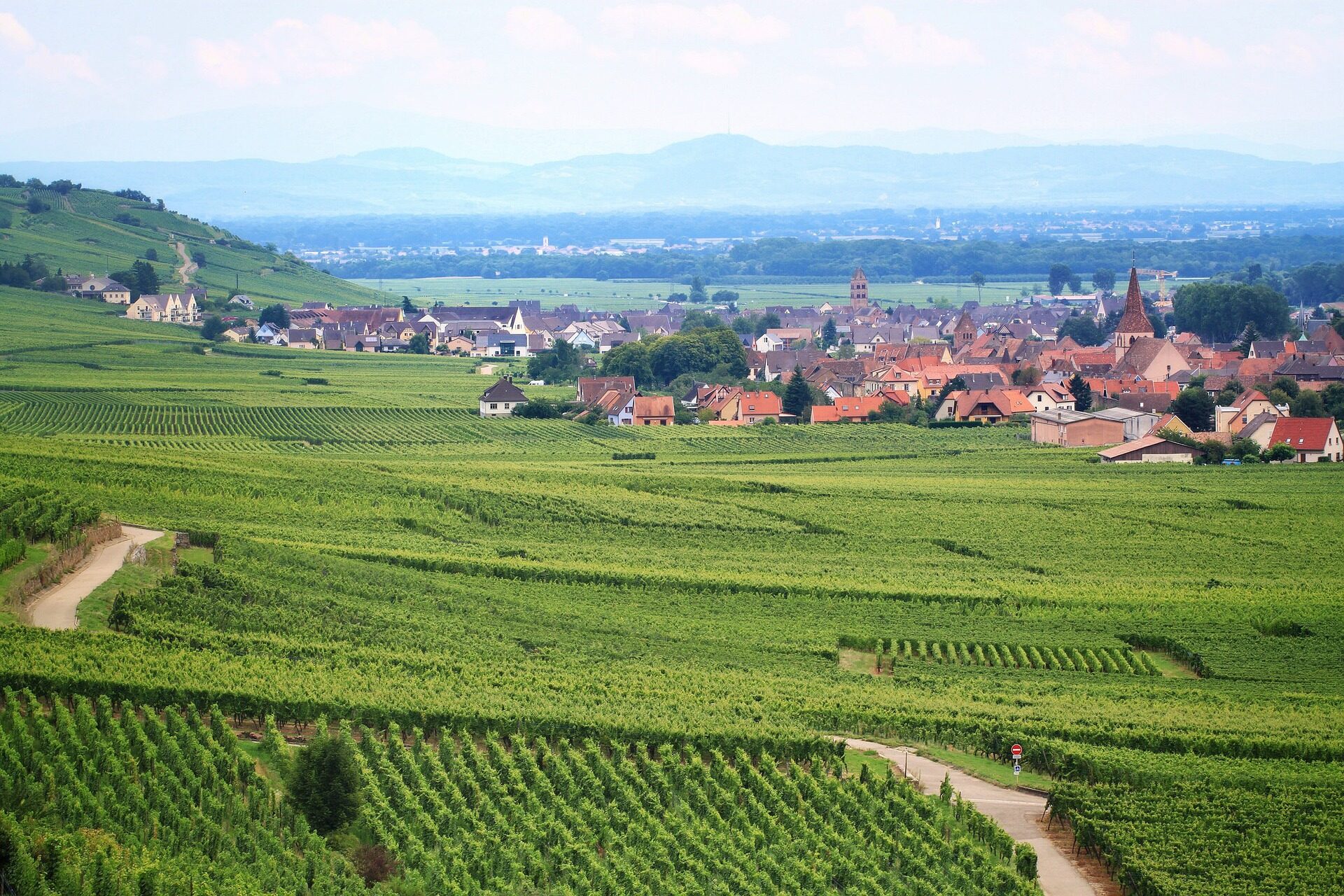 Les viticulteurs alsaciens massivement certifiés Haute Valeur Environnementale, un label peu exigeant