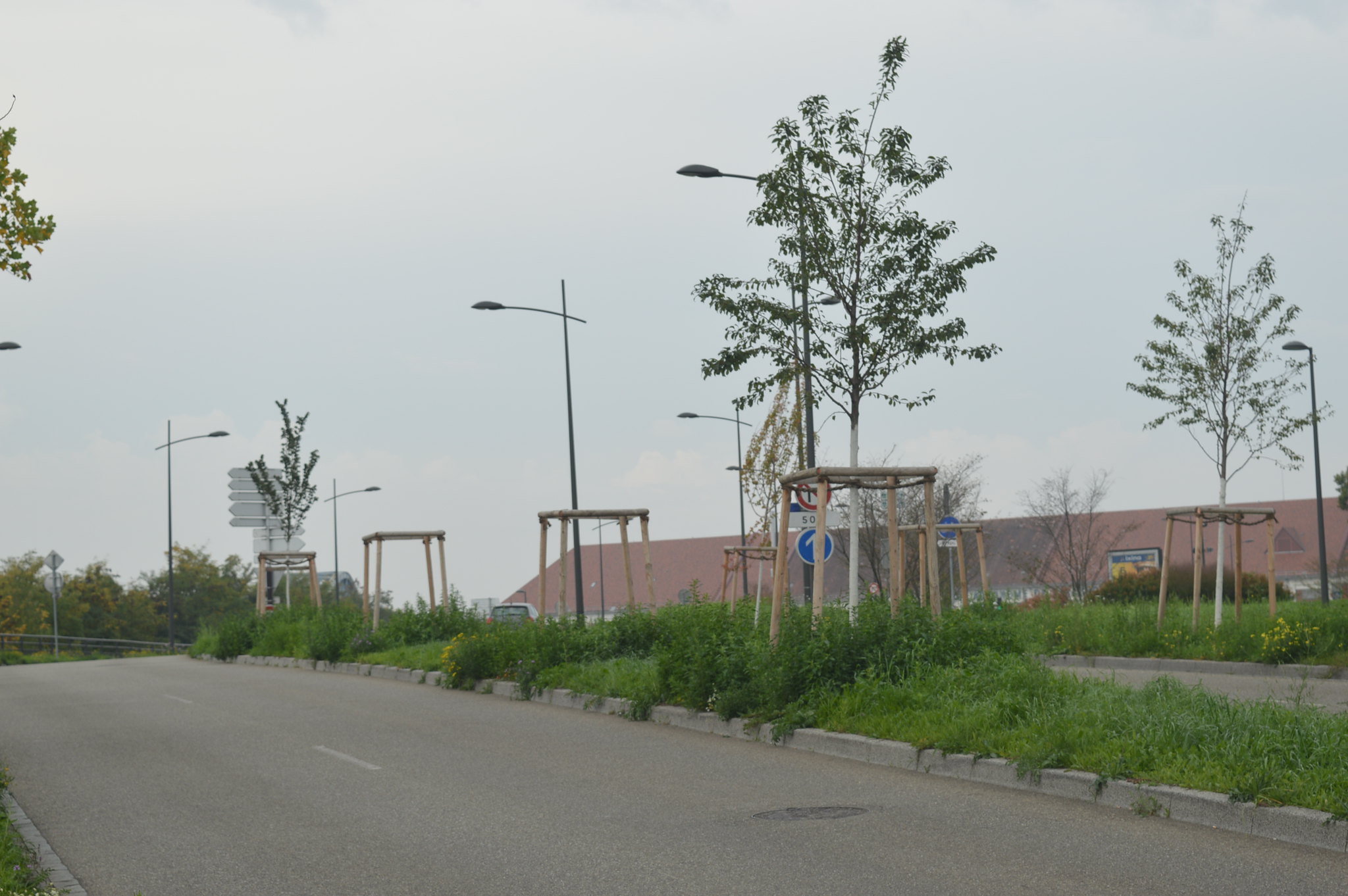 Des dizaines d’arbres du plan canopée sont morts cet été