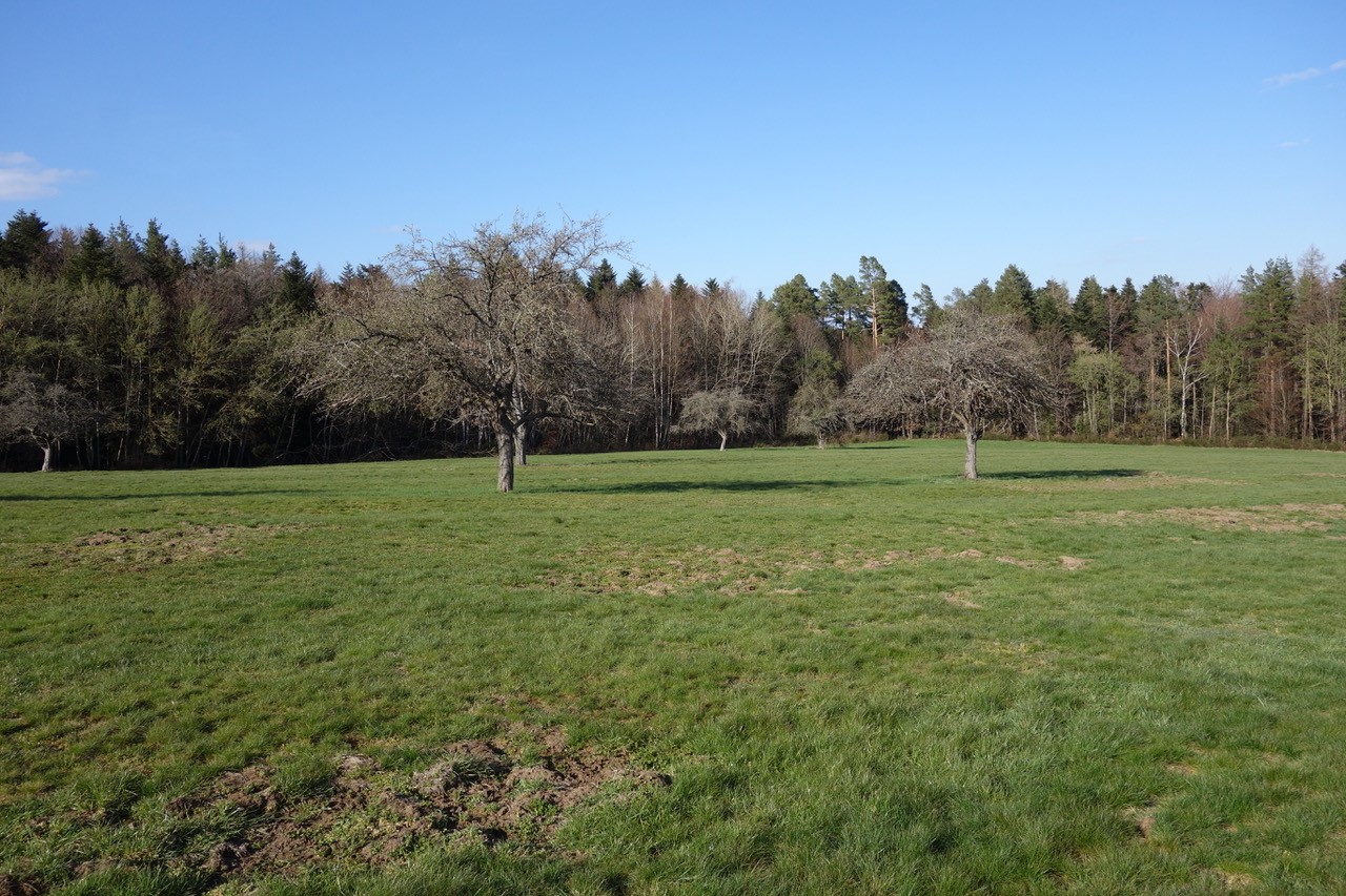 Wangenbourg : début imminent du chantier d’un énorme complexe de VTT dans la forêt