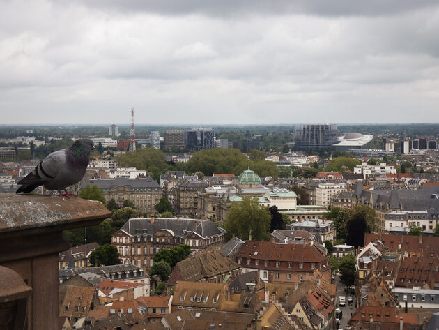 strasbourg vu du ciel + pigeon