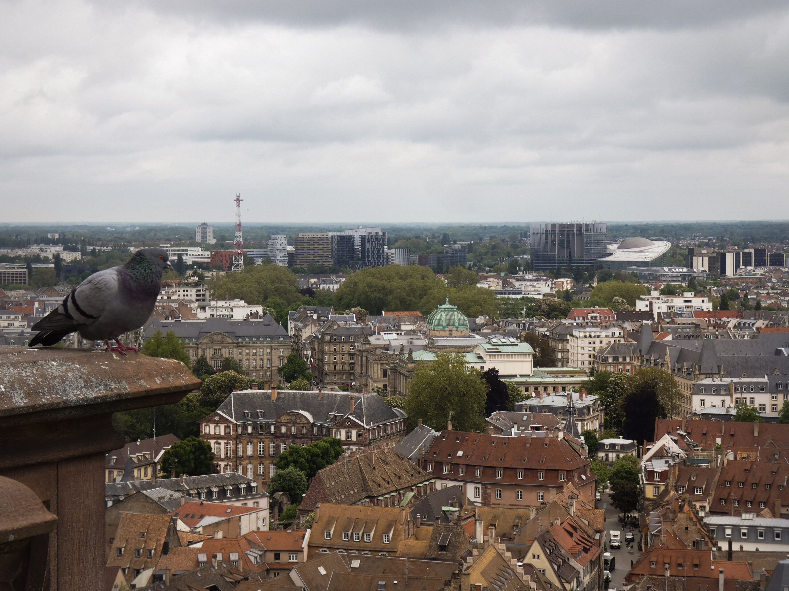 strasbourg vu du ciel + pigeon