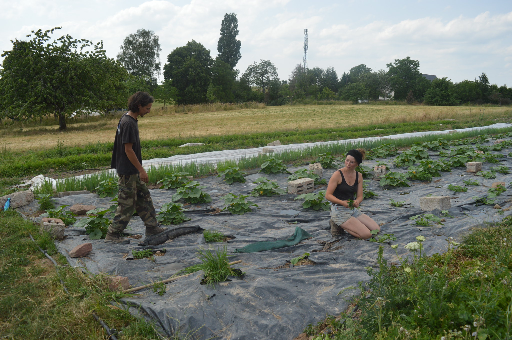 À Liederschiedt, des jeunes maraîchers créent un modèle agricole sans pesticide et accessible