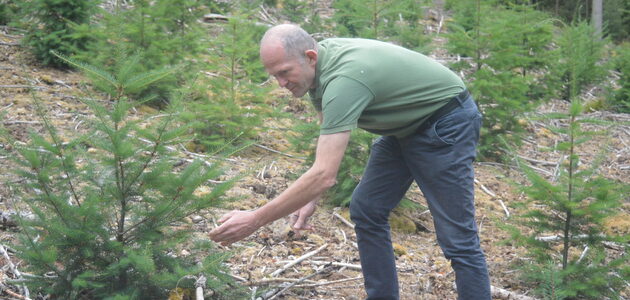 À Dambach, la forêt résiste à la sécheresse grâce à une gestion écologique