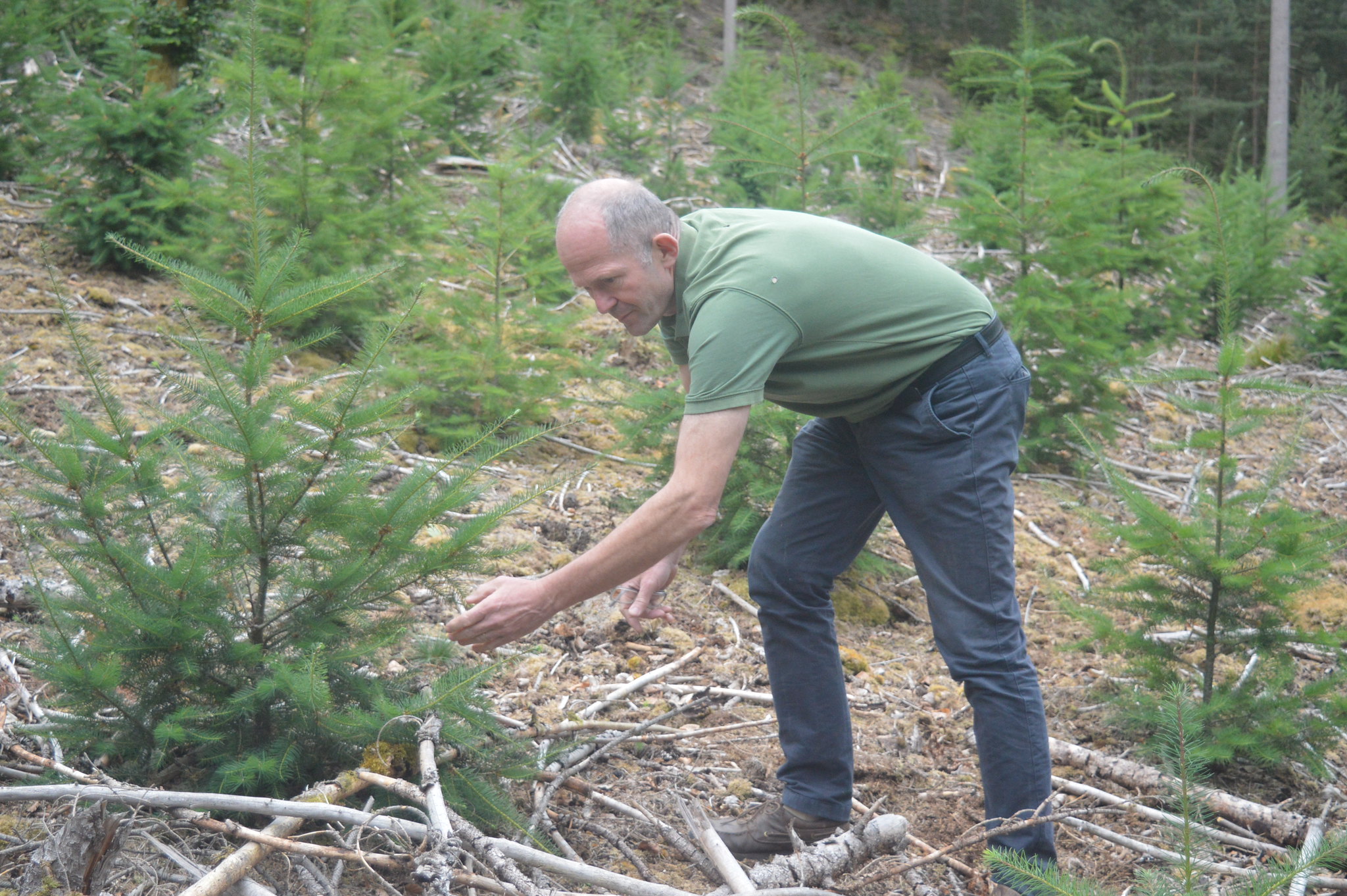 À Dambach, la forêt résiste à la sécheresse grâce à une gestion écologique