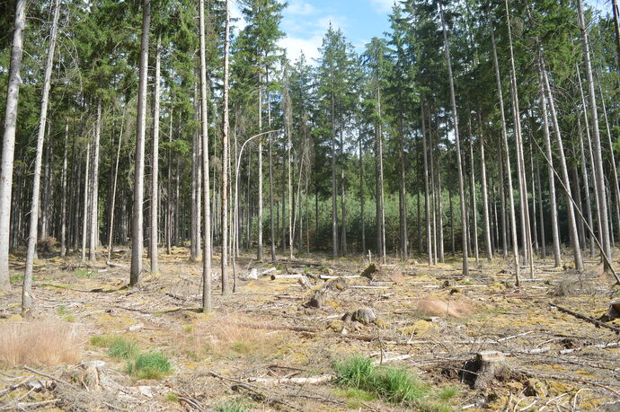 La Ville de Strasbourg va mettre des parcelles de forêt vosgienne en libre évolution