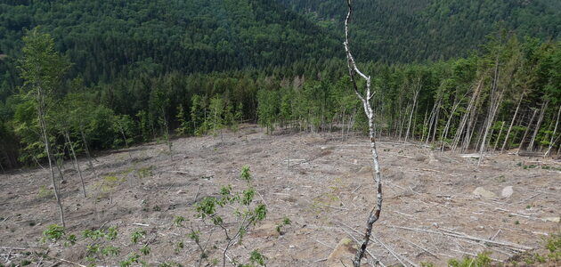 Assoiffées et surexploitées, les forêts du Grand Est émettent du carbone