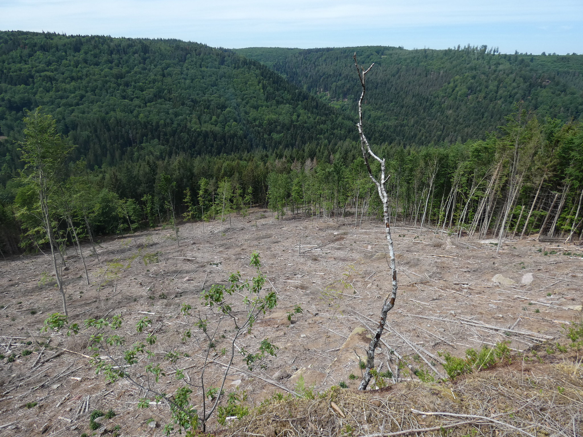 Assoiffées et surexploitées, les forêts du Grand Est émettent du carbone