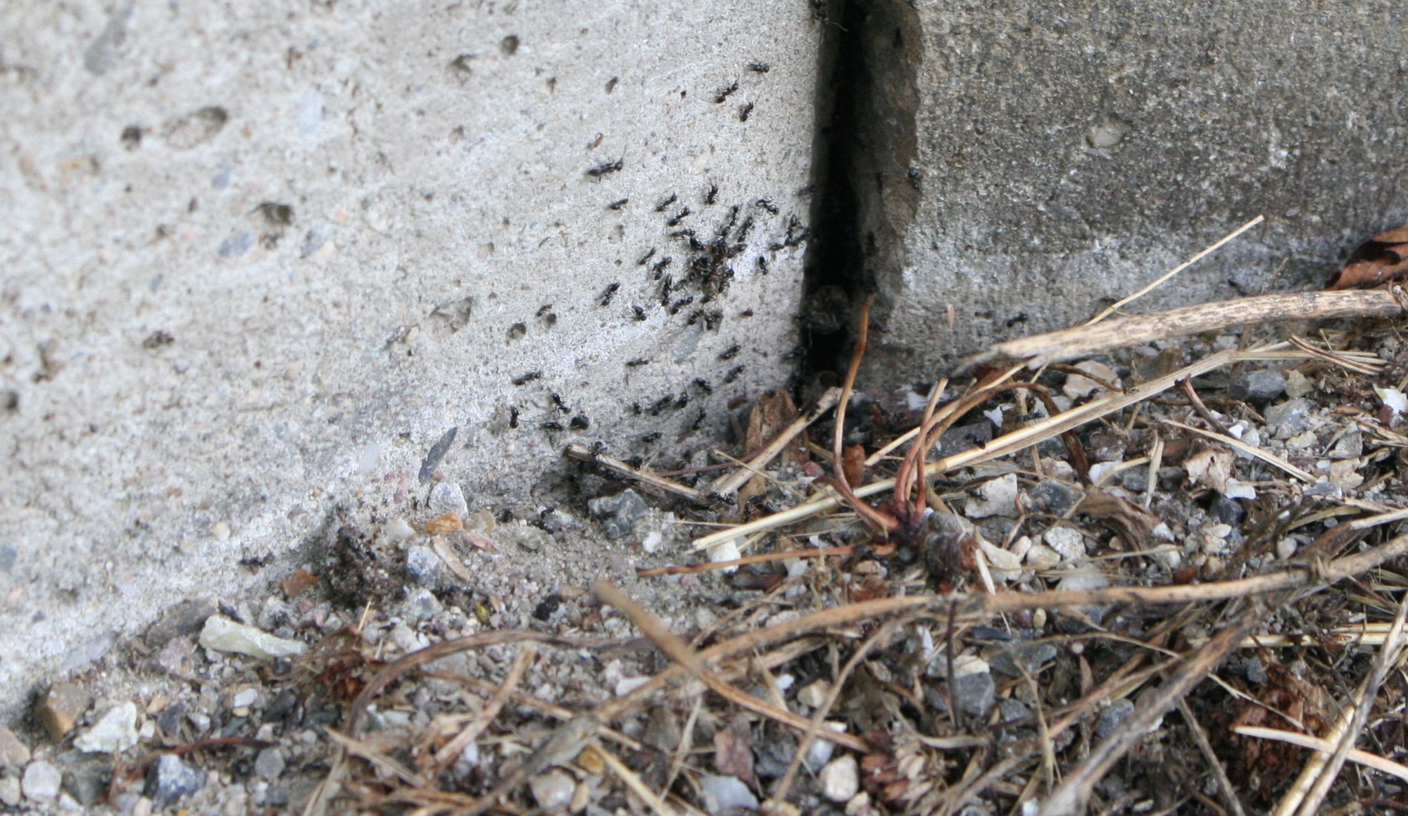Les jardins familiaux du Hochweg envahis par la fourmi Tapinoma magnum