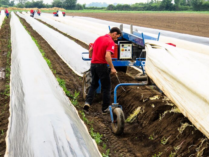 60 heures par semaine : l’impossible suivi du temps de travail des ouvriers agricoles