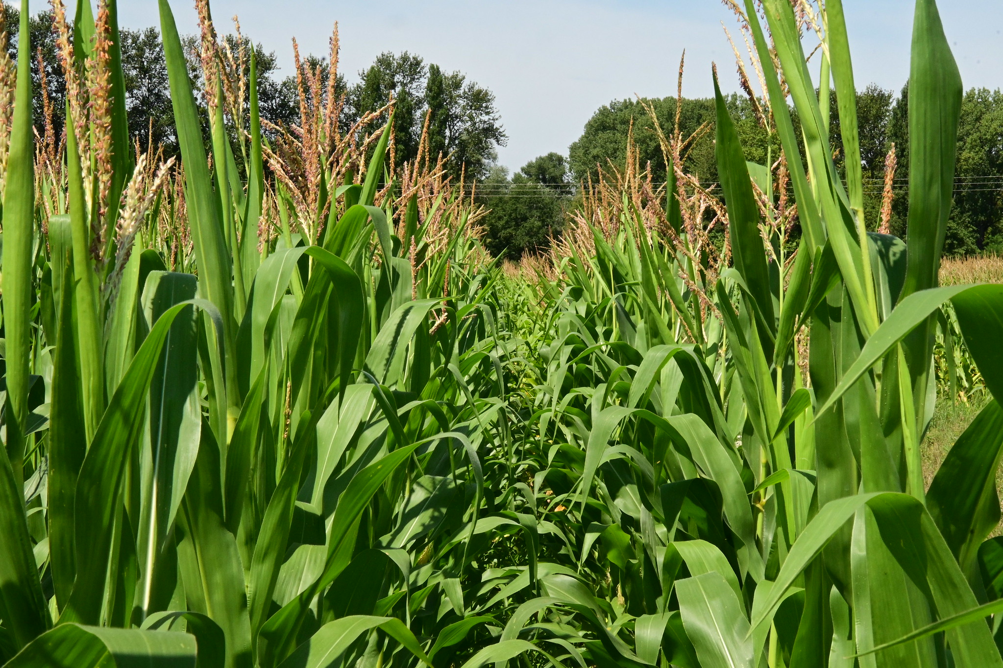 Pour pouvoir polluer autant que le reste de l’Europe, la FDSEA prête à « vider les rayons » des commerces