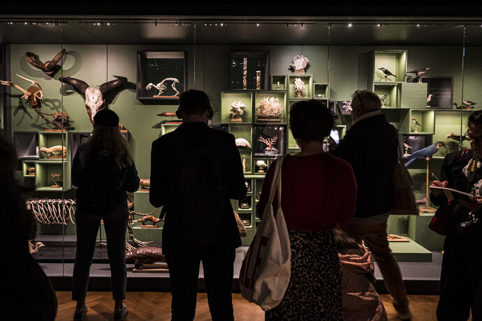 Le musée zoologique de Strasbourg reprend vie après six ans de travaux