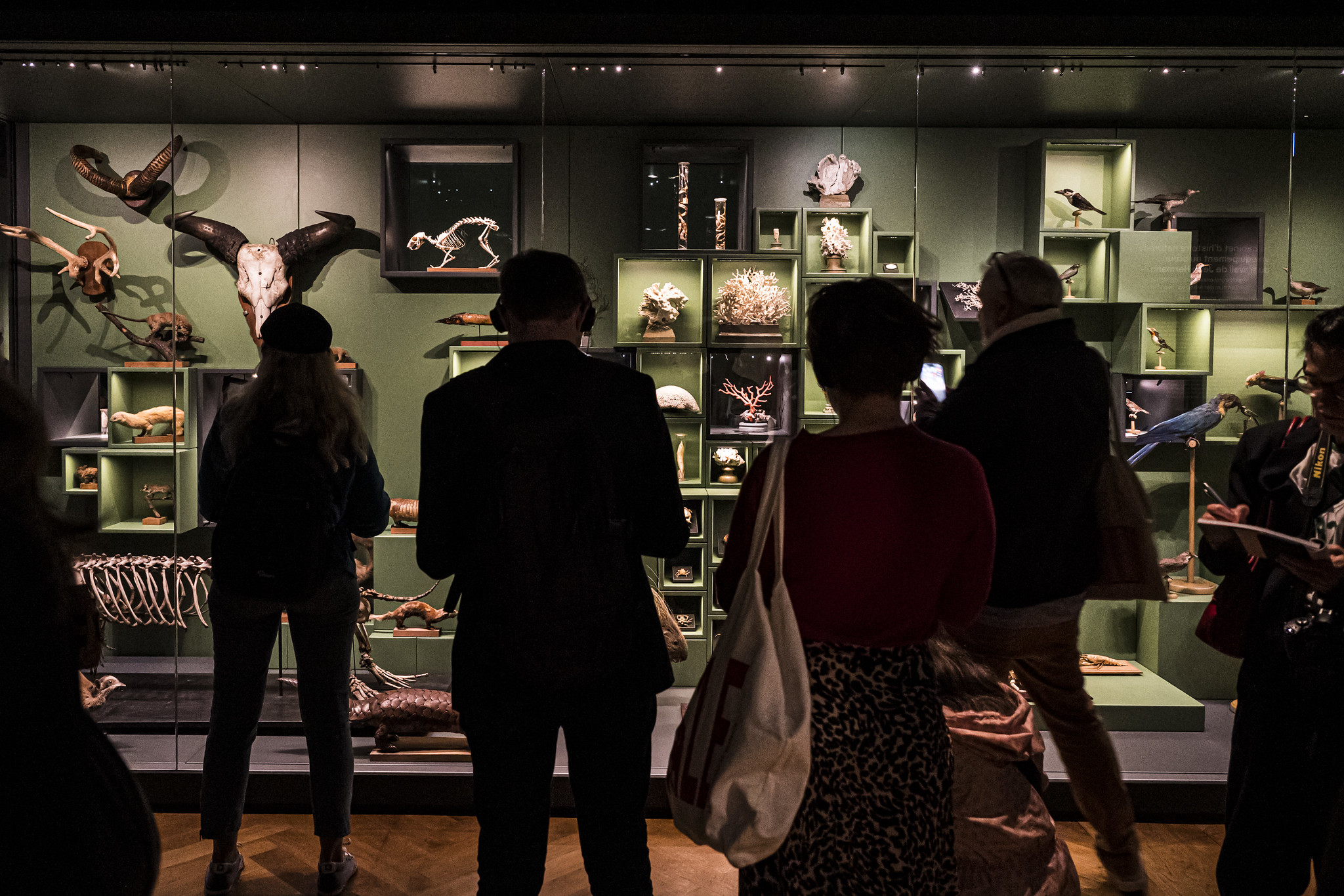 Le musée zoologique de Strasbourg reprend vie après six ans de travaux