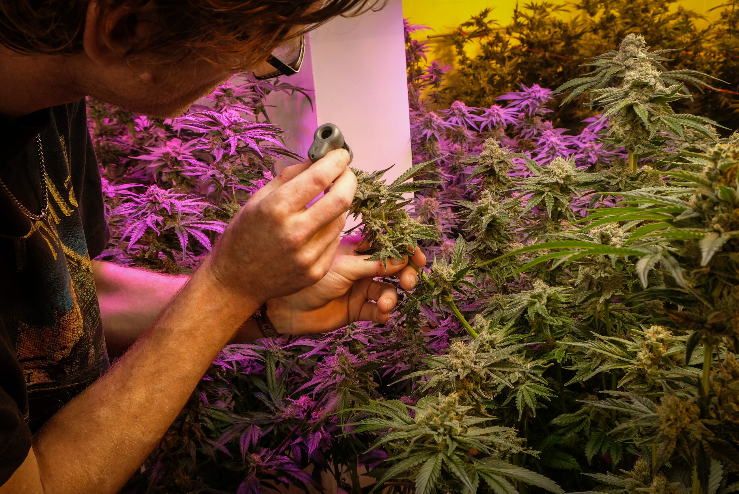 En Allemagne, la légalisation partielle du cannabis tarde à produire des effets