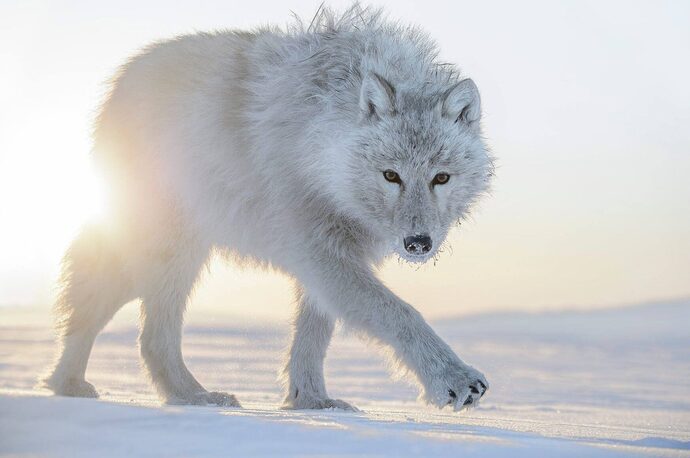 Des animaux et de la nature : les photographies de Vincent Munier au musée des Beaux-arts