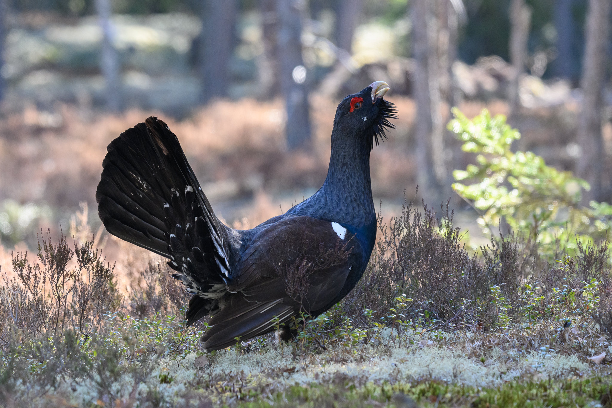 Réintroduit dans le parc des Ballons des Vosges, le Grand Tétras à nouveau proche de l’extinction