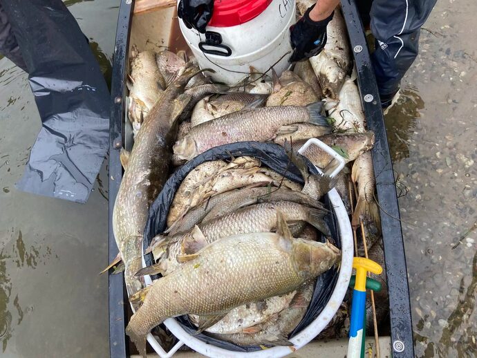 L&rsquo;enquête sur les milliers de poissons morts à Colmar ne révèle aucun dysfonctionnement